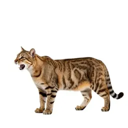 Big cat