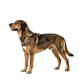 Bird dog