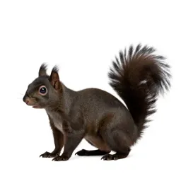 Black squirrel