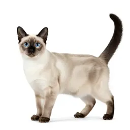Blue point Siamese