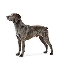 Bluetick