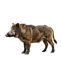 Boarhound
