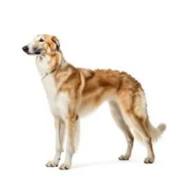 Borzoi