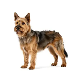 Briard