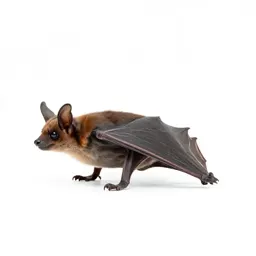 Brown bat