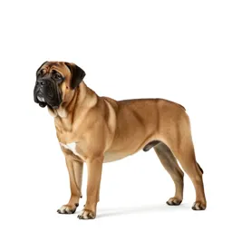 Bull mastiff