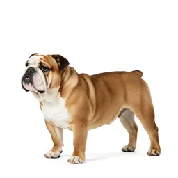 Bulldog