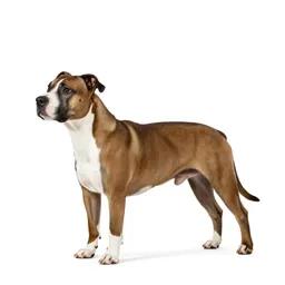 Bullterrier