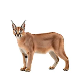 Caracal