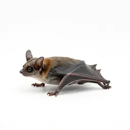 Cave myotis