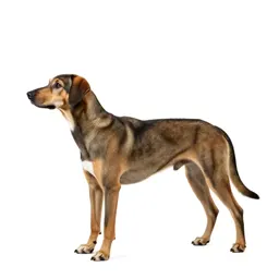 Coondog