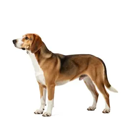 Coonhound