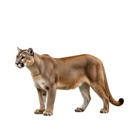 Cougar