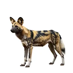 Crab-eating dog