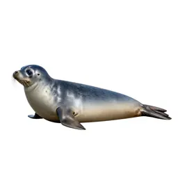 Crabeater seal