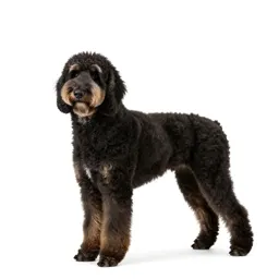 Curly-coated retriever