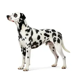 Dalmatian