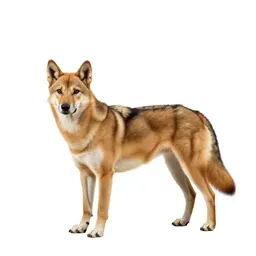 Dingo