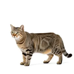 Feline