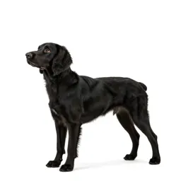 Field spaniel