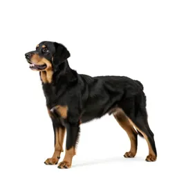 Flat-coated retriever