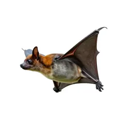 Flying fox