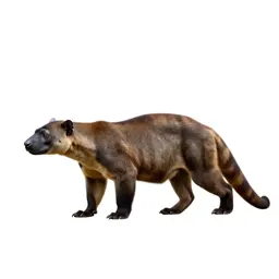 Fossa