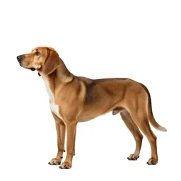 Foxhound