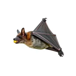 Fruit bat