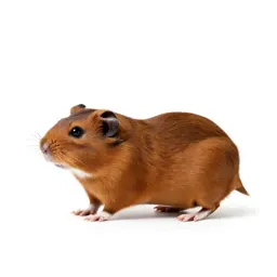 Gerbil