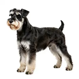 Giant schnauzer