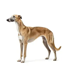 Greyhound