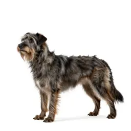 Griffon