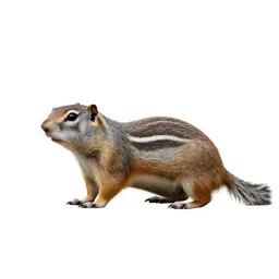 Ground squirrel