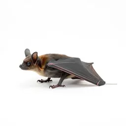 Guano bat