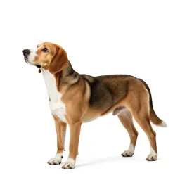 Hearing dog