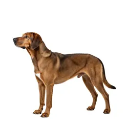 Hunting dog