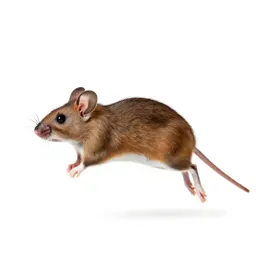 Jumping mouse
