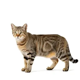 Kaffir cat