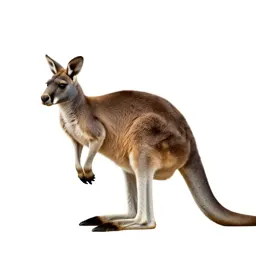 Kangaroo mouse