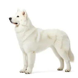 Kuvasz