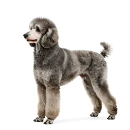 Large poodle