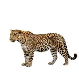 Leopard