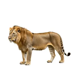 Liger