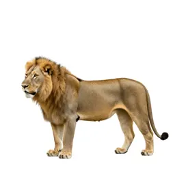 Lioness