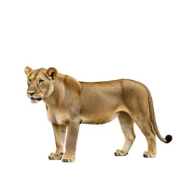 Lionet
