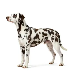 Liver-spotted dalmatian