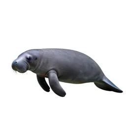 Manatee