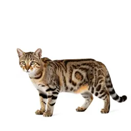 Margay