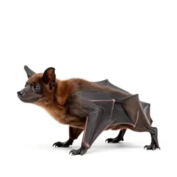 Mastiff bat